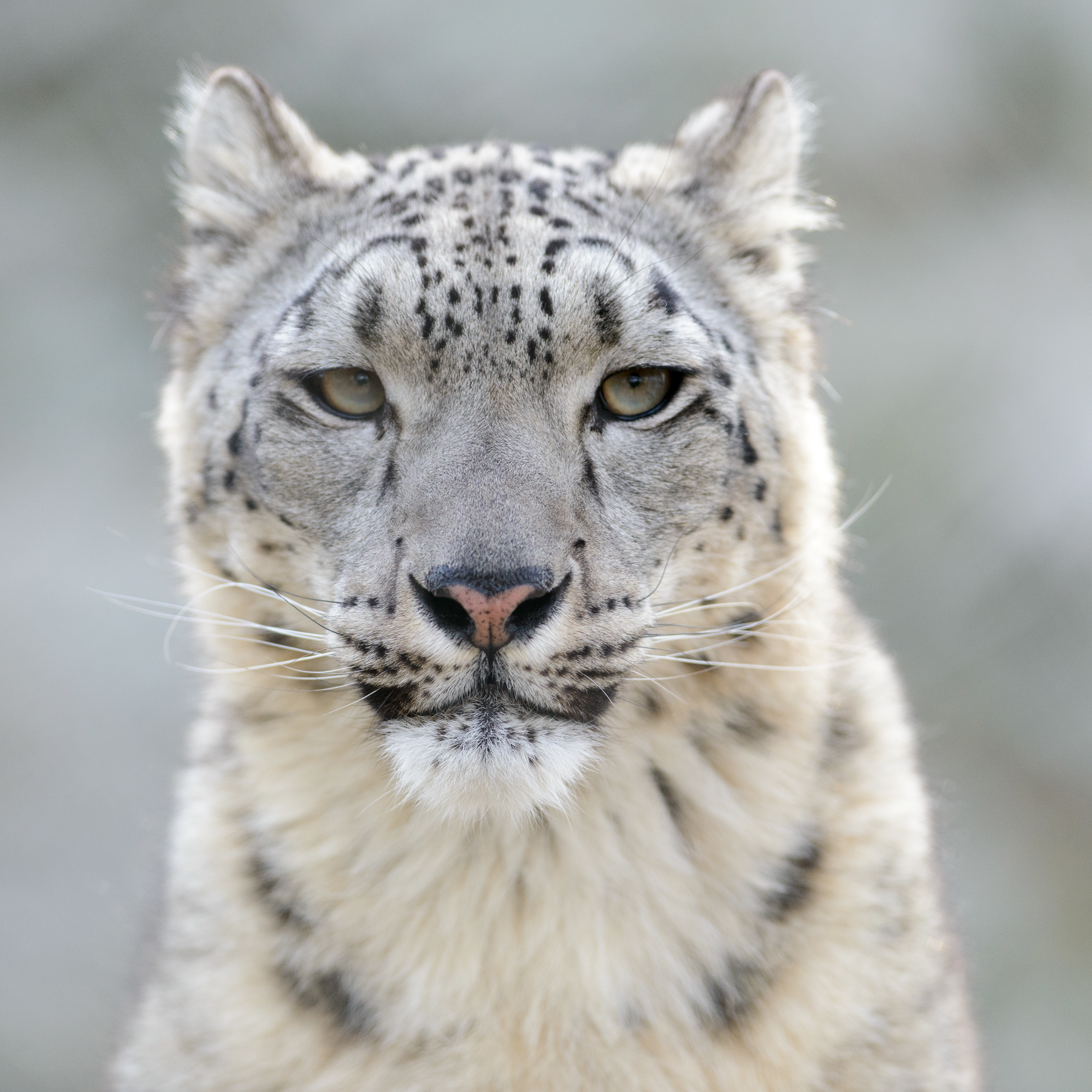 Snow_Leopard_EricKilby.jpg