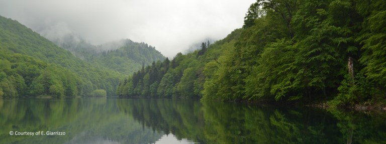 forests_and_co_cropped_main.jpg