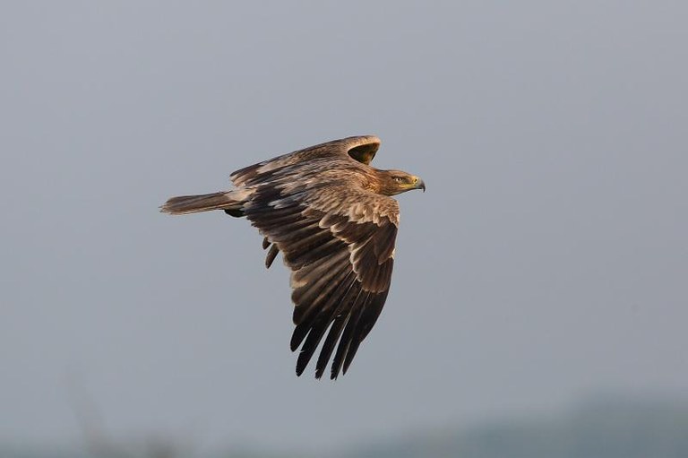 Aquila heliaca.jpg