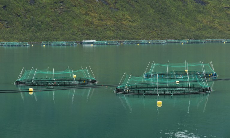 Fish farming in Torskefjorden, Senja, Troms, Norway, 2014 August