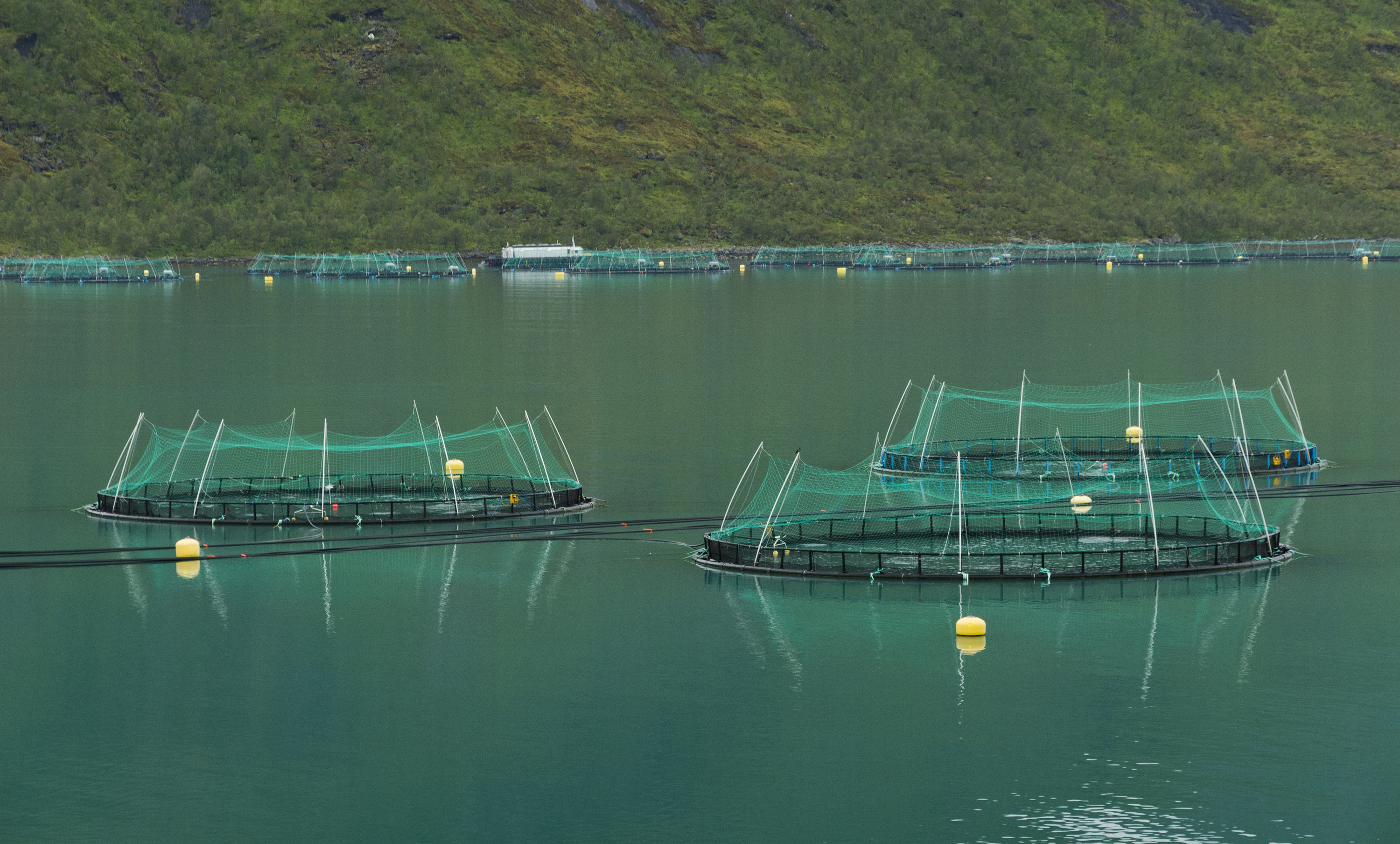 Fish farming in Torskefjorden, Senja, Troms, Norway, 2014 August