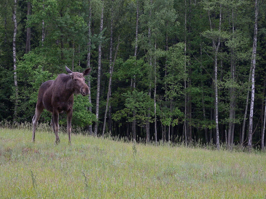 Photo Moose