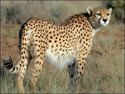 Asiatic Cheetah_Daberger