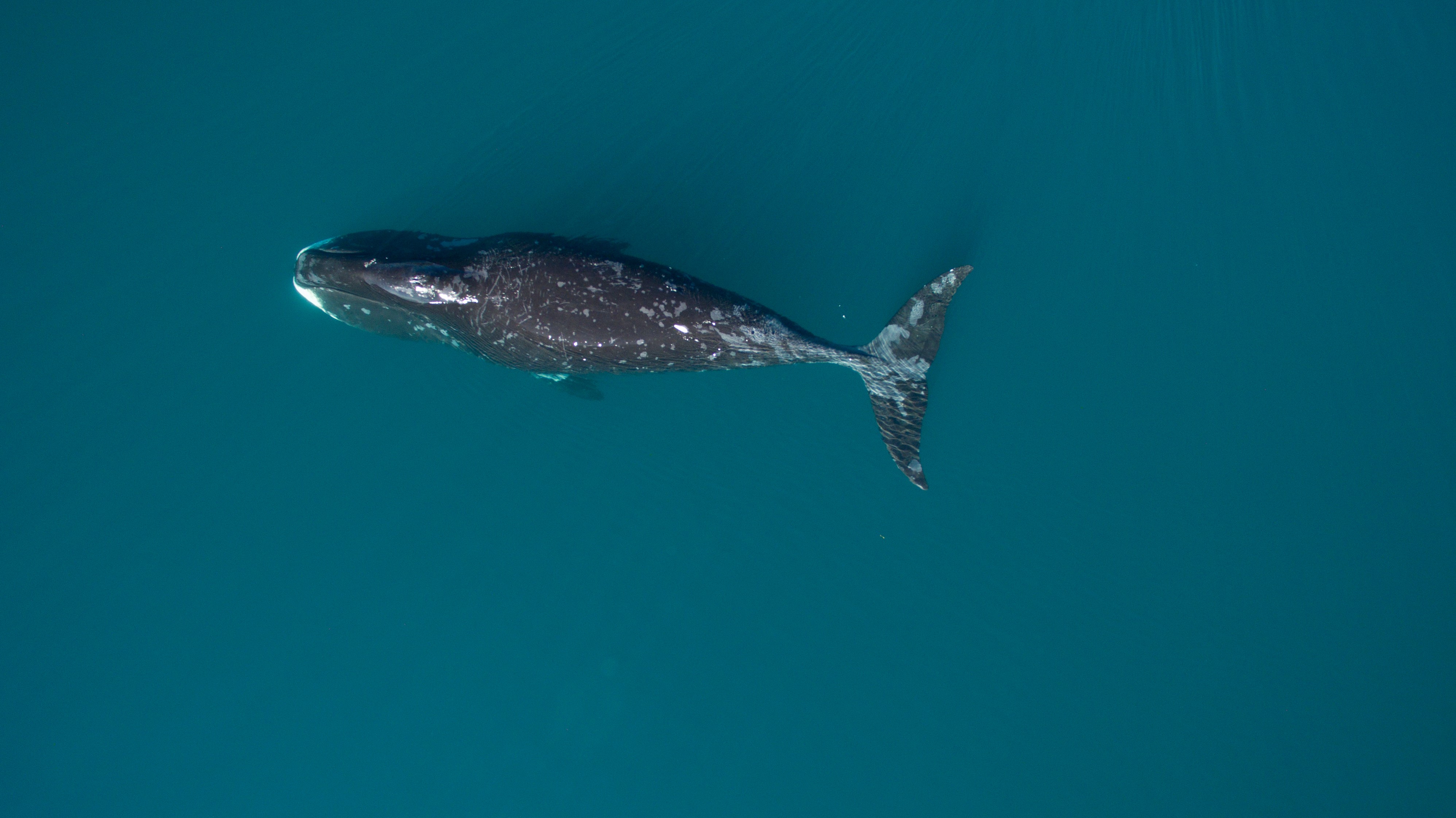 Bowhead Whale