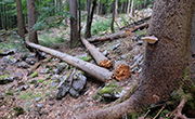 Waldökosysteme CS 2018-02