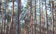 BrandSat thumbnail conifer forest