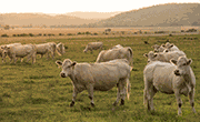 GreenGrass thumbnail projects overview landscape with sky, foreground meadow with hey bales